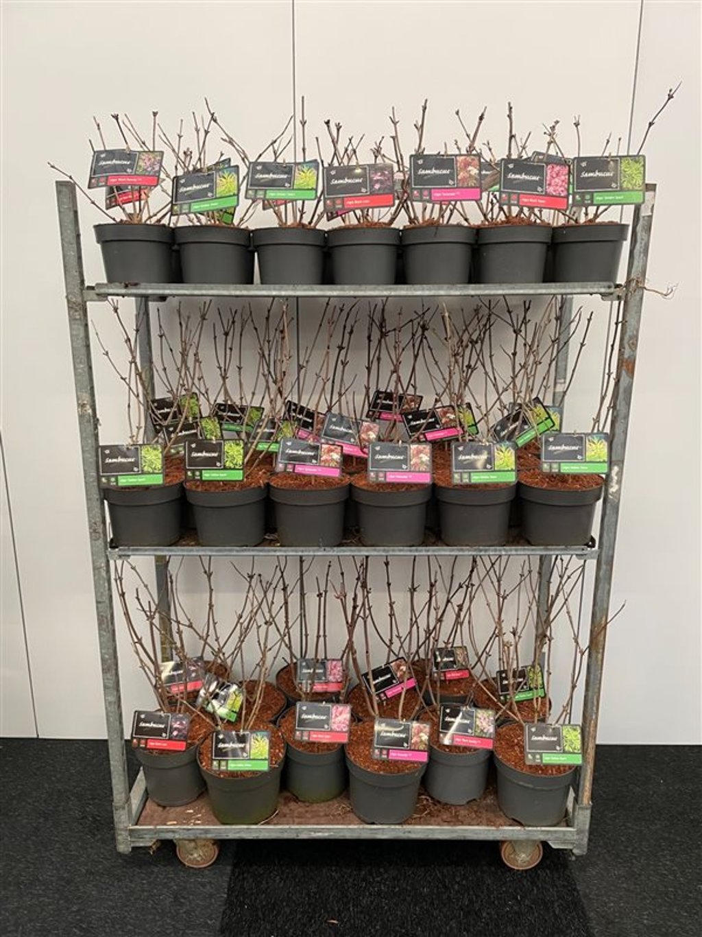 Sambucus nigra 'Golden Tower' - C3